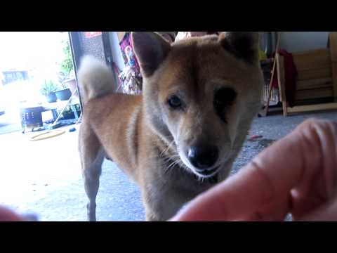 狂搖尾巴的柴犬(原發表者:果汁媽)(影片)