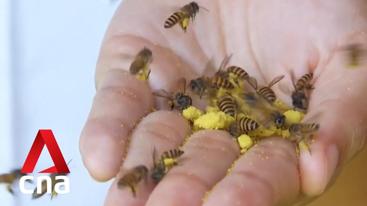 New beekeeping course set to be rolled out by November