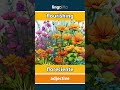 flourishing - floreciente video thumbnail