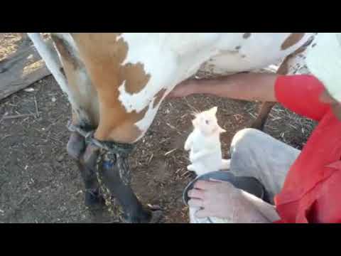 Wow nice best video  #aaa records production