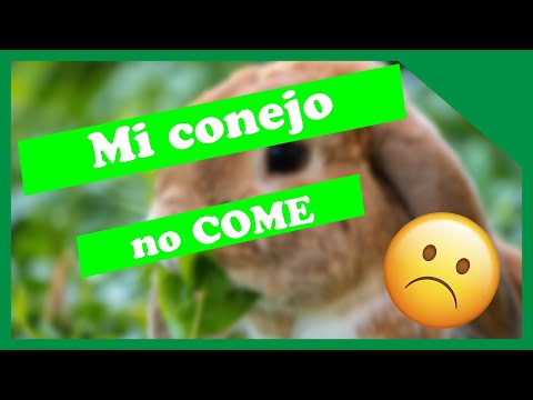 , title : 'Porque MI CONEJO NO COME'