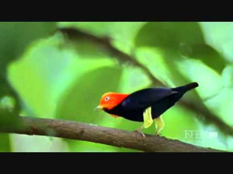 Vídeo: El manaquín macho seduce a la hembra a lo Michael Jackson