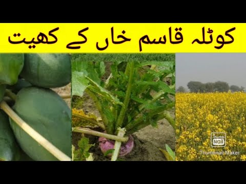 Farming in Kotla Qasim Khan Lala musa | The Fields Of Kotla Qasim Khan lalamusa Punjab Pakistan