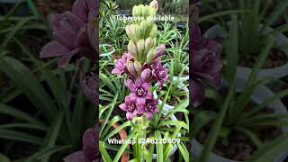 Download lagu Umbi bunga tuberose tersedia, hubungi WhatsApp 8248220409 #rajningadha #tuberose #rdgarden mp3