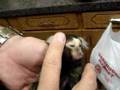 Chonga the Marmoset ... Common  (Callithrix jacchus), Cotton Eared or  White-Tufted