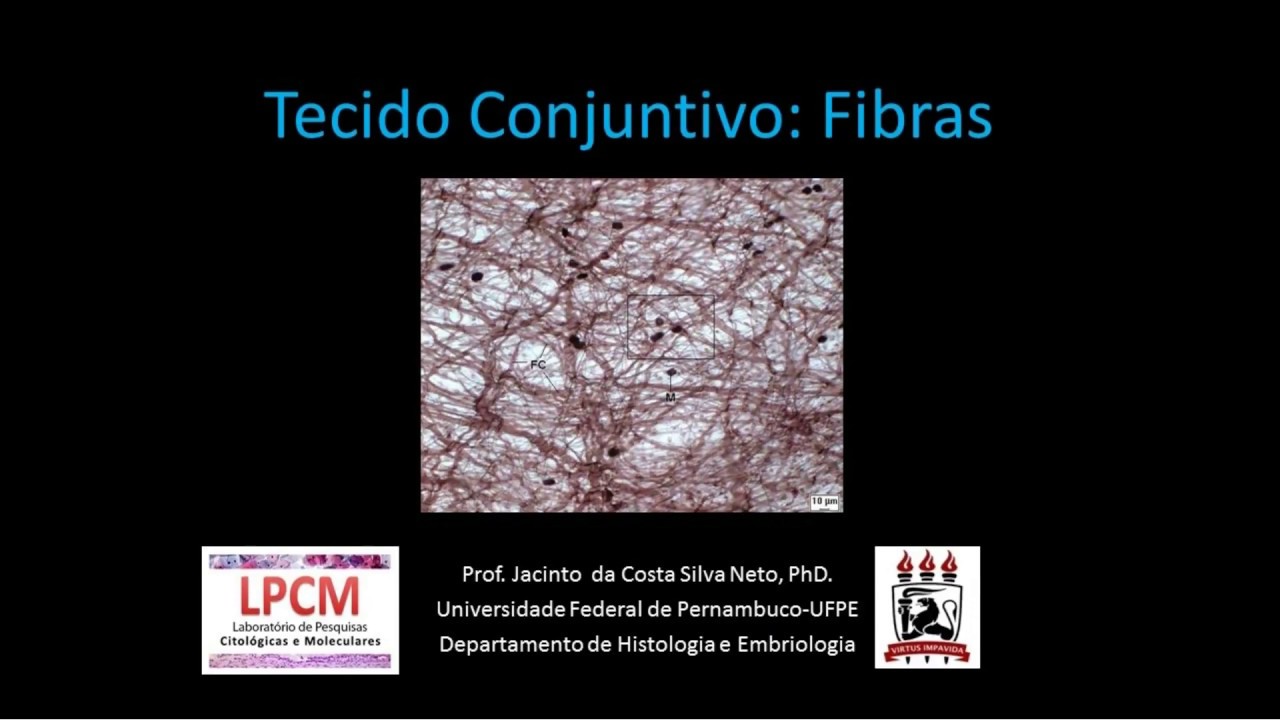 4-Tecido Conjuntivo Fibras - Nível de Graduação