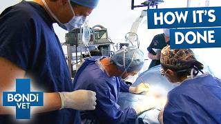 5 Toughest Pet Lifesaving Procedures | Bondi Vet