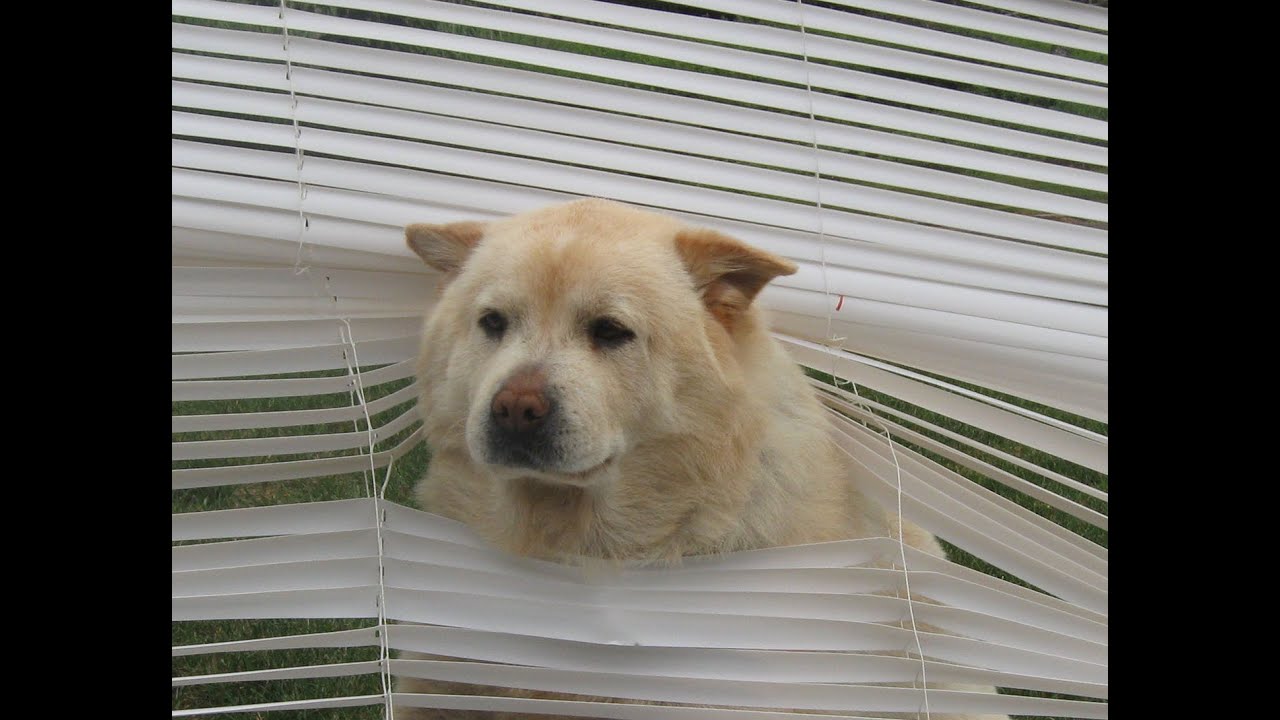 90 For  90 Episode 47 - Window Shade and Window Blind Repair Policy from NJ Window Treatment Expert