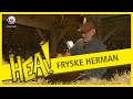 HEA: Een Fries in Groningen