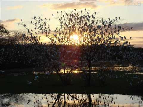 Tibagi e Miltinho - Pé de Cedro