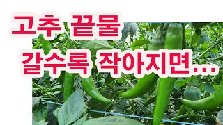 고추재배, 고추 끝물로 갈수록 작아지면....(고추 시비관리, 고추 추비, 고추 후반기 관리, 고추 수확, …