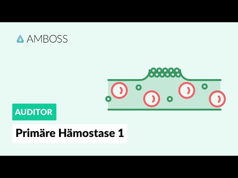 Primäre Hämostase - Teil 1 - Physiologie und Erkrankungen - AMBOSS Auditor