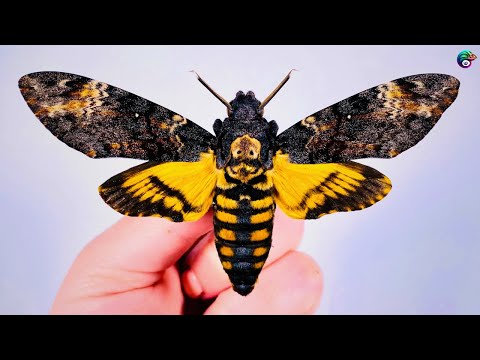 BORBOLETA-CAVEIRA | UM INSETO TEMIDO!