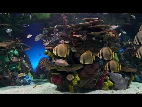 AQUARIUM 4K Coral Reef 4K Aquarium No Music No Ads - 12 Hours | Aquarium Sounds For Sleeping