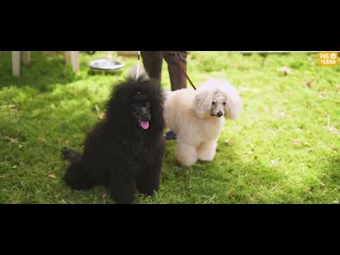 OPEN DOG SHOW Organised by Kiyara Pet Care & Vaibhavi Kennel