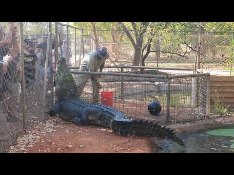 "GUTS", A GIANT SALTWATER CROCODILE with a MASSIVE HEAD!