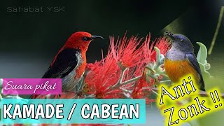 Download lagu Mp3 Suara pikat burung kamade | Talokan | Cabean paling ampuhh mp3