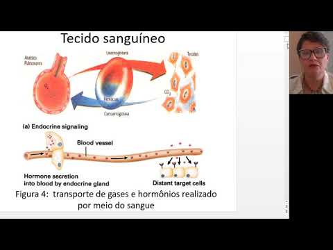 Aula 1 - Hematopoiese e eritrograma