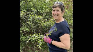 Spring Pruning Tips