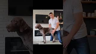 Back pain &amp; sciatica in dogs - Do this