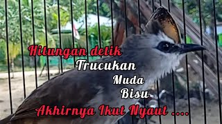 Download lagu Trucukan muda memanggil Jantan Suara Birahi Ngecuplik 100% pancingan trucukan gacor agar BUNYI EMOSI mp3