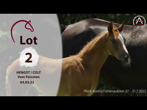 🍀www.fohlenauktion.at - Nr.  2️⃣ "Vom Feinsten" v. Viva Gold - Fiderbach - French Kiss