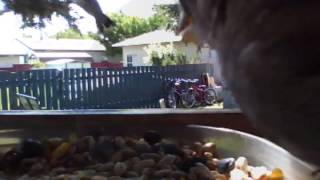 Michelle Tumes - Dream