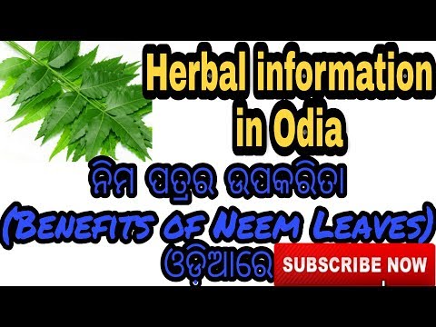 ନିମ ପତ୍ରର ଉପକାରିତା,benefits of neem leaves in odia,herbal information -4,varkha mohapatra