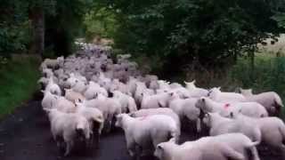 preview picture of video 'Sheep On The Road Near Auchterarder Perthshire Scotland'