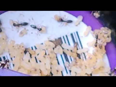 Colony of Ants Found in Termite Bait Station in Tinton Falls, NJ