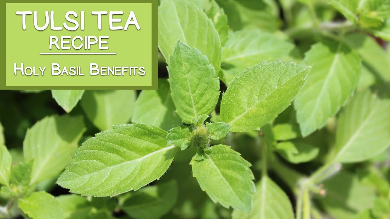 Tulsi Tea Recipe and Holy Basil Benefits - YouTube
