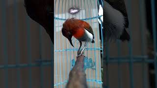 Download lagu 5 Jenis Burung Kolibri Yang Populer Di Indonesia #kicaumania #burung #burungkicau mp3