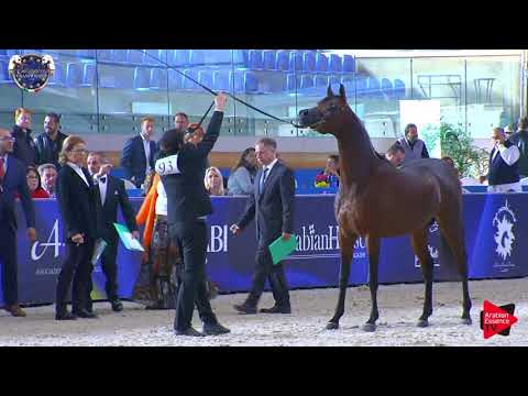 N 93 MICHELANGELO REGALIS   European Championship 2019   2 Years Old Colts Class 11