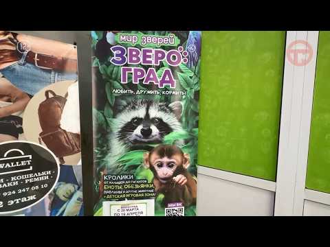 🦝 Целая экзоферма поселилась в торговом центре Уссурийска