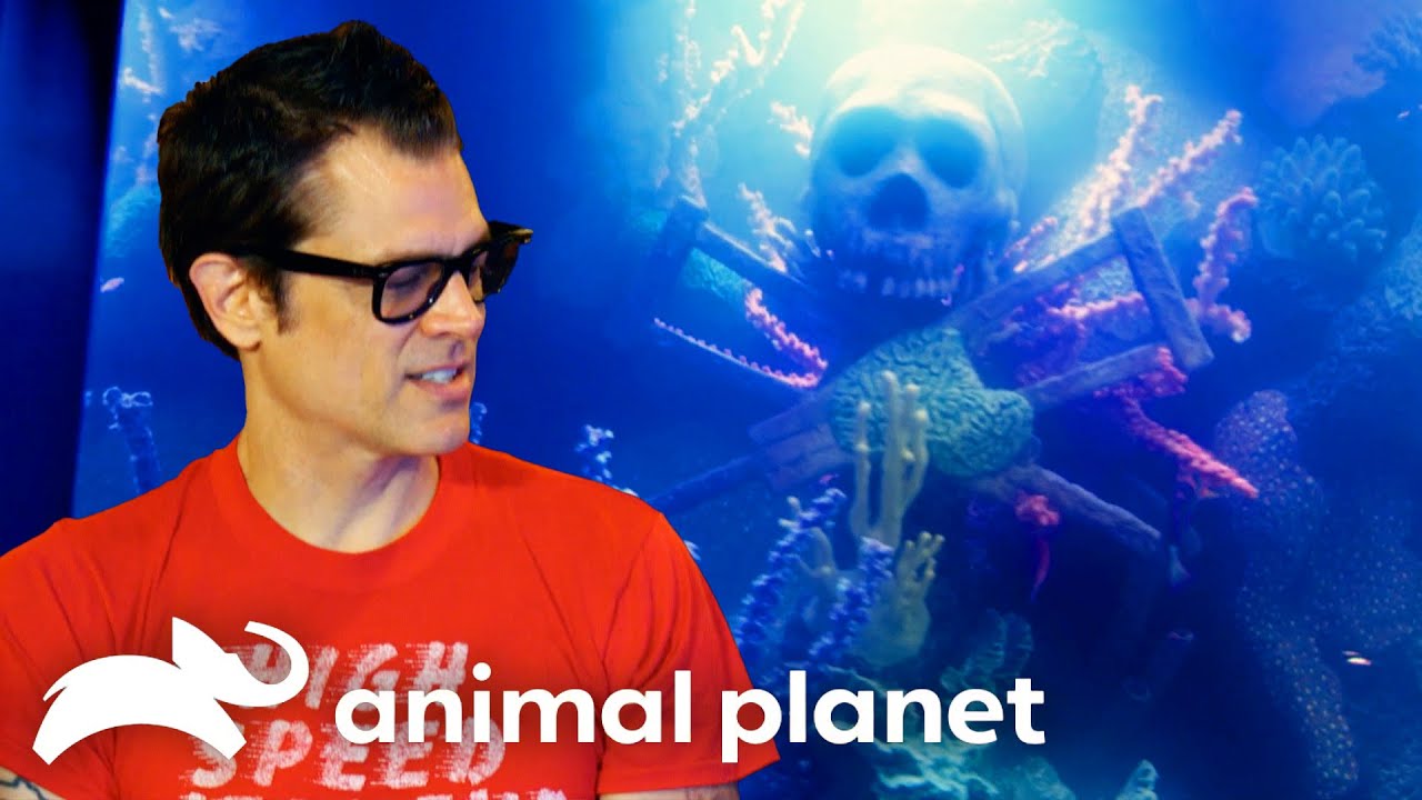 Crazy Celebrity Tanks! | Tanked | Animal Planet