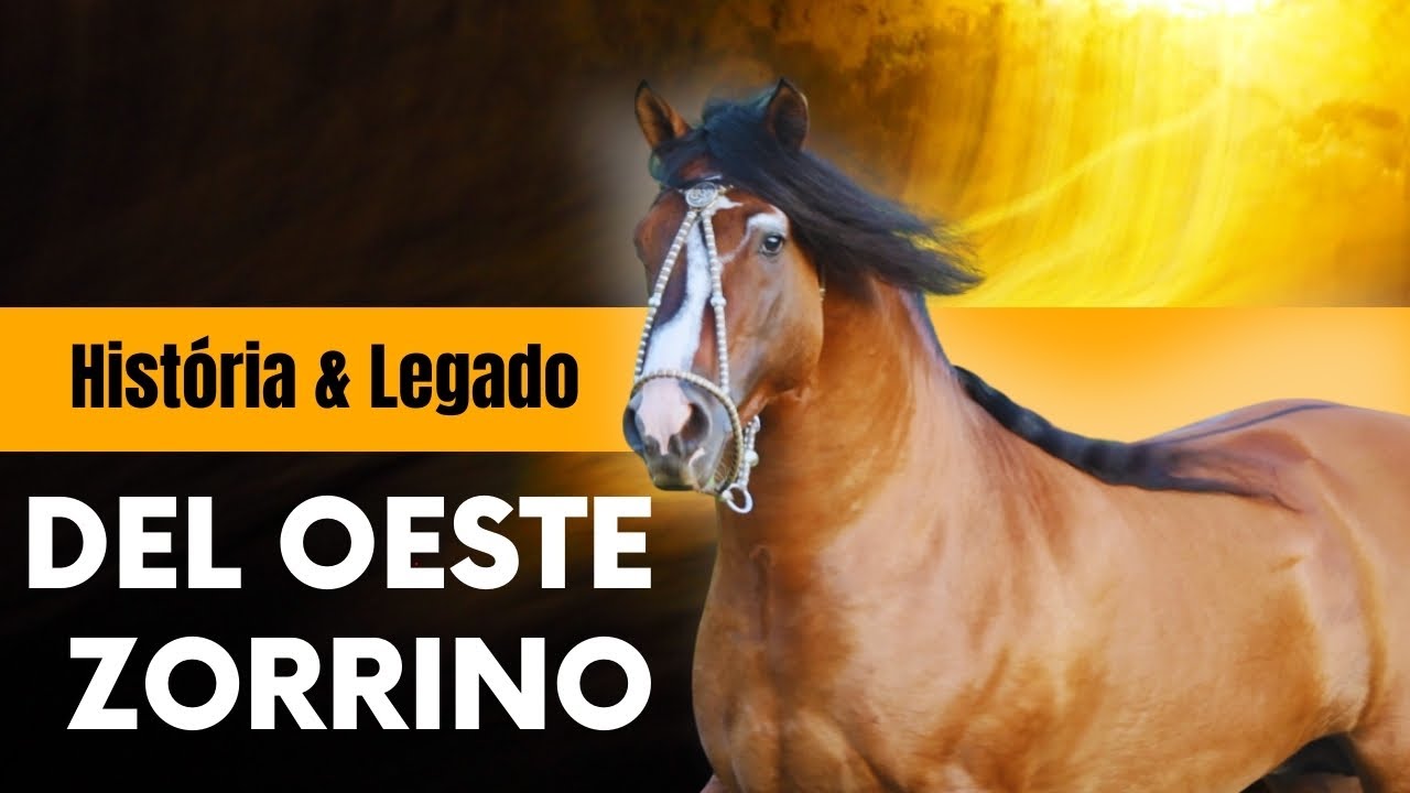 O cavalo crioulo mais belo da América: Del Oeste Zorrino