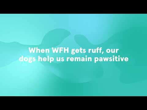 Introducing Doggio - The Dogs of Jobbio