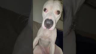 Dog being retarded