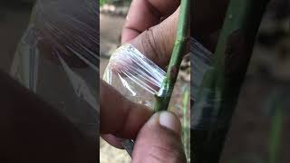 Easy Rose Plant Grafting Simple Step-by-Step Guide for Beginners EP046#roseflower #grafting