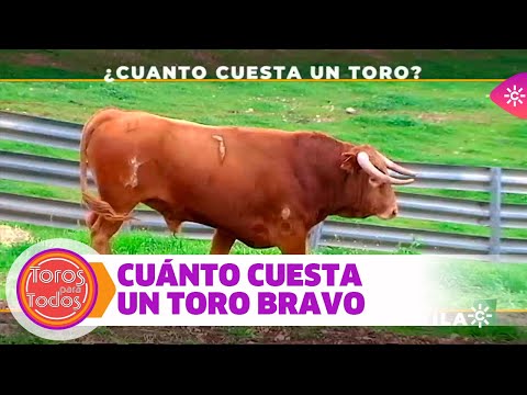 , title : '¿Cuánto dinero cuesta un toro bravo?'