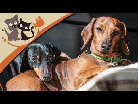 The Dachshund - small dog, big impact