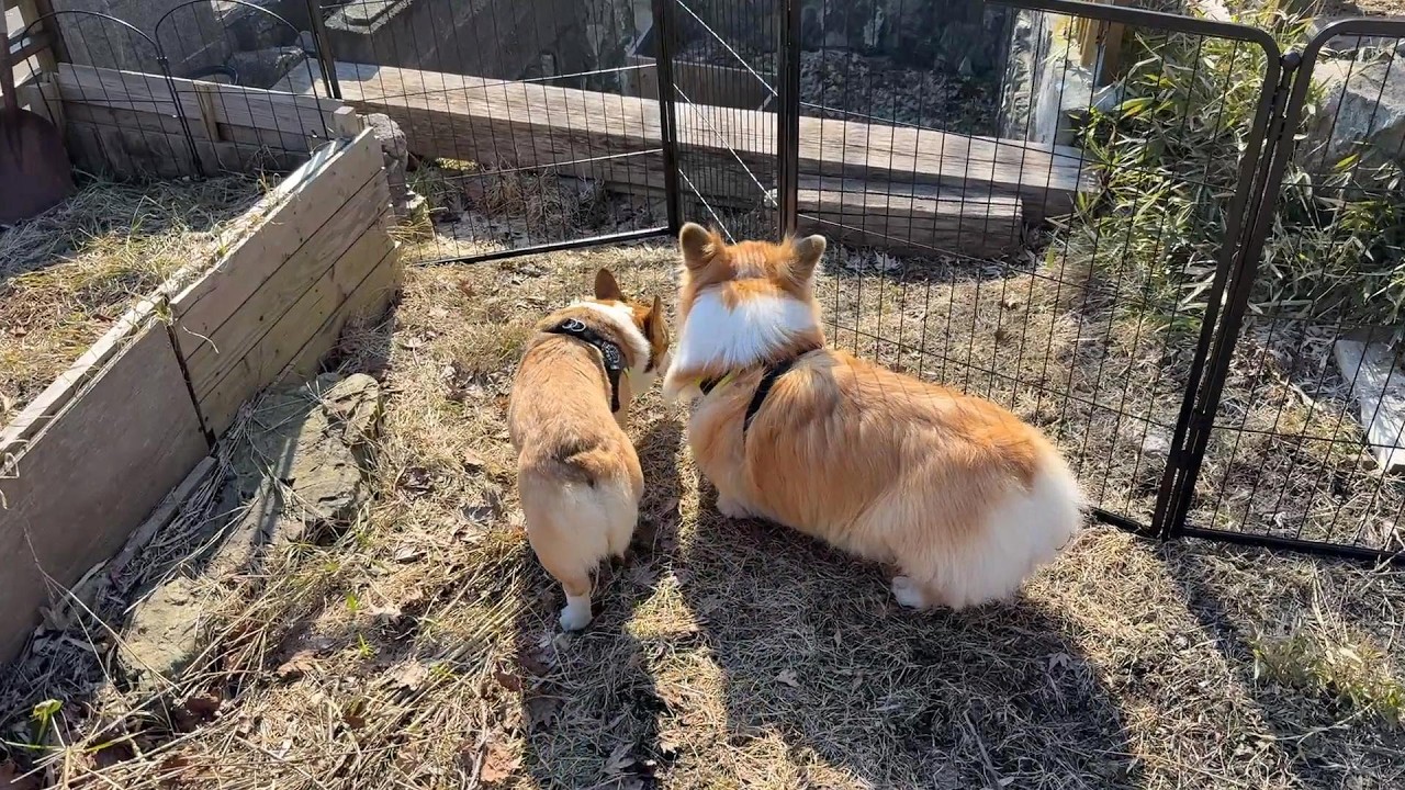 春が来たので、新居の庭に「ドッグラン」を作ってあげた結果…