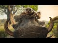 Mufasa The Lion King Timon And Pumba S Babysitting I 4K Ultra HD