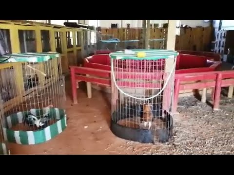 En un galpón de Ninhue sujetos disfrutaban  de peleas de gallos