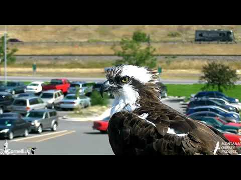 Iris drops in, calls for fish, Louis delivers 2018 08 28 12 09 37 847
