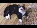 Угарный кот наркоман 2015 - Funny Cat video 2015 