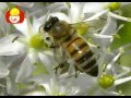 Animal Time EP2