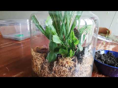 Madame Jeanette plant verzorgen