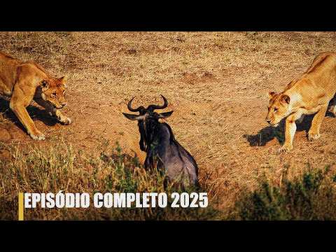 CAÇADORES PODEROSOS: Zona de Batalha de Leões | Documentário Completo