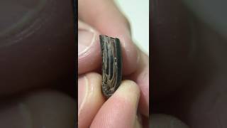 What does a paleontologist have in his collection? An Ice Age beaver cheek tooth! 😱 #fossils